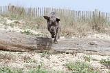 CANE CORSO 223